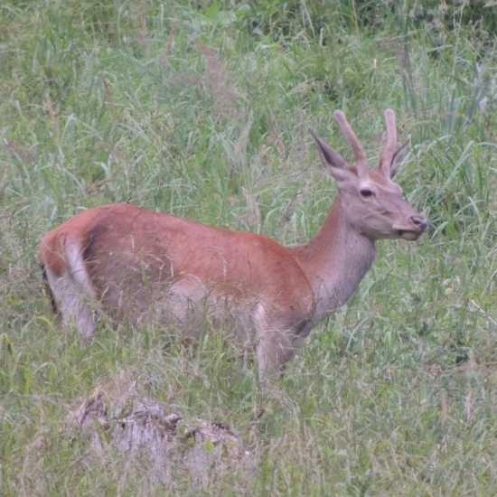 počas prechádzky :)