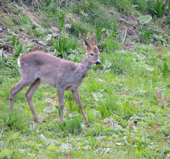 len s jedným parôžkom :)