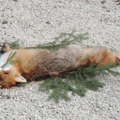 z dnešnej spoločnej poľovačky :)