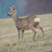 počas dnešnej prechádzky