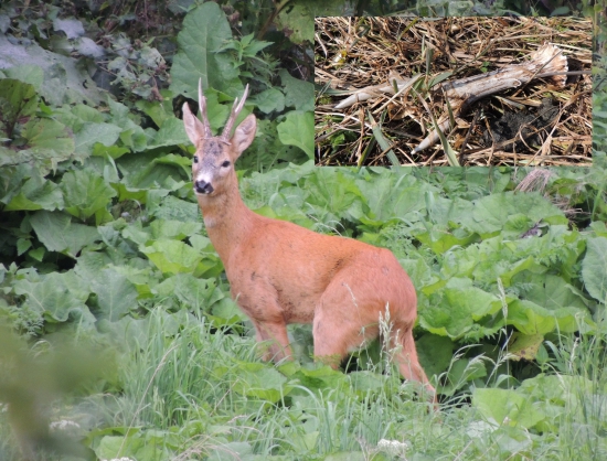dneska sa mi zadarilo :-)
