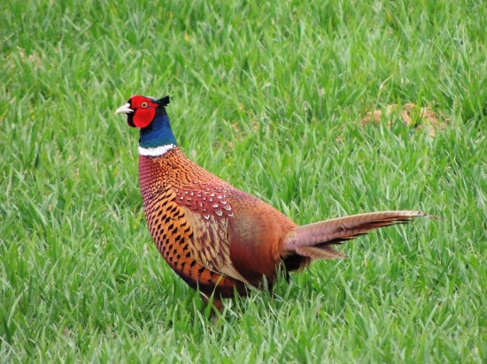 Phasianus colchicus