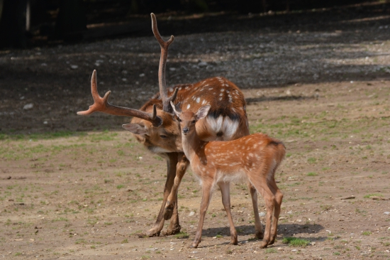 DSC_0588.JPG
