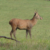 Fešák