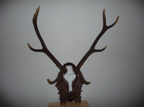 Konečně na nové lebce..