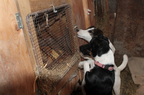 Kde síí zajačík?