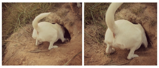 Any hľadala líštičku :)