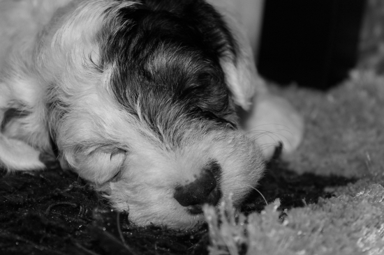 Malé a Nevinné :o)