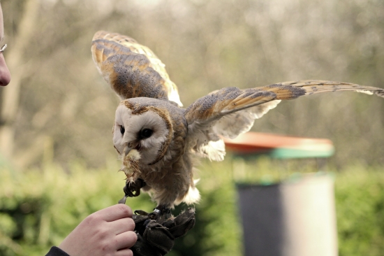 Plamienka Driemavá (Tyto Alba) - Cecil