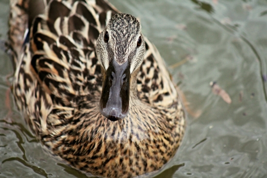 Kačica divá (Anas platyrhynchos)