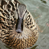 Kačica divá (Anas platyrhynchos)