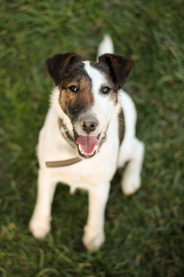 ILLUSION Solipse.. Foxterriér hladkosrstý ♥