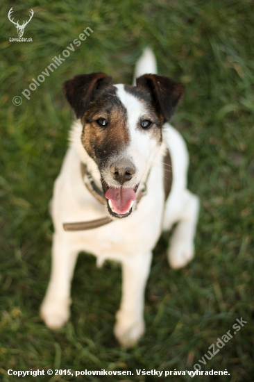 ILLUSION Solipse.. Foxterriér hladkosrstý ♥