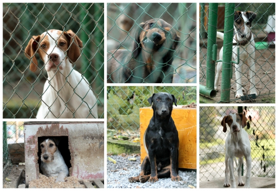 Kynologický krúžok pri SOŠL BŠ