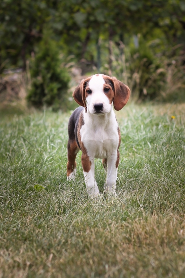 Zara :) (Cony z Maračkova)