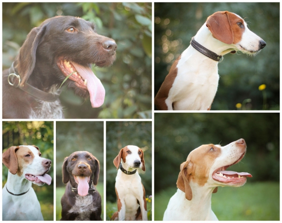 Tieto naše psíčatá :)