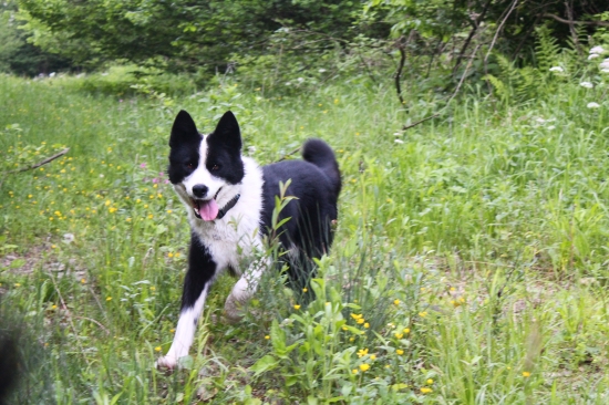 Náš Karelský medvedí pes