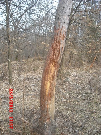 maco sa už zobudil aj u nás...