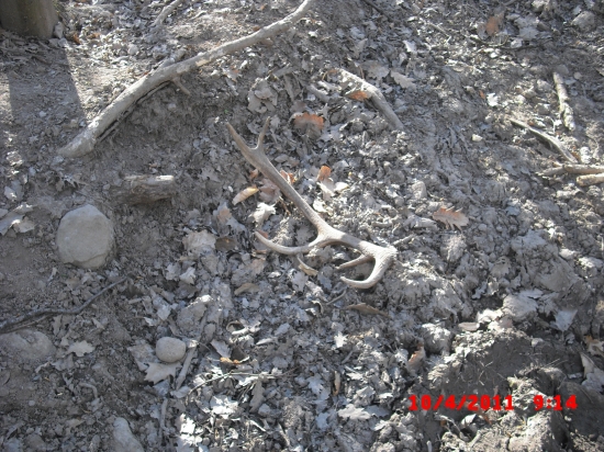 č. 11  jelení tento rok