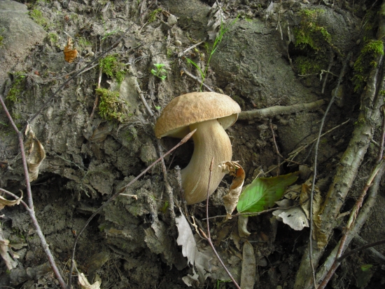 narastiem všade....