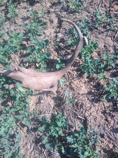 a opäť na repke ......