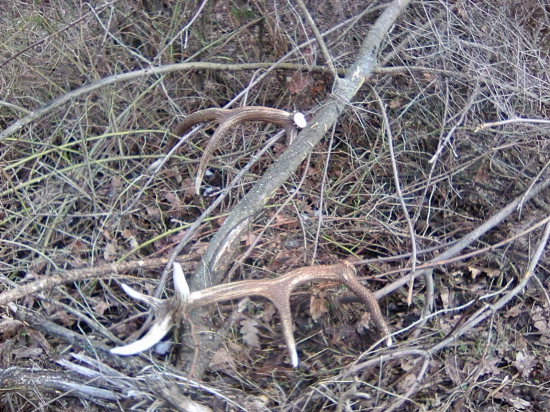 kráľ odložil korunu...