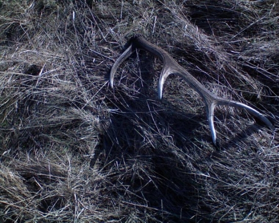 vlaňajší ale potešil..