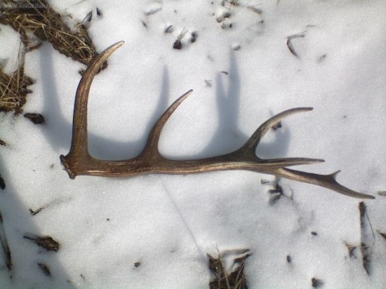 a už je von spod snehu...