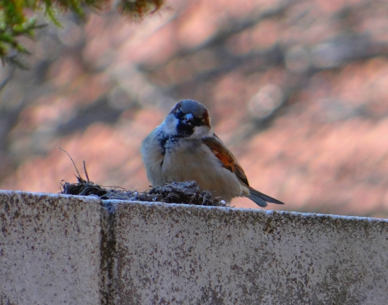 Passer domesticus