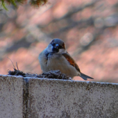 Passer domesticus