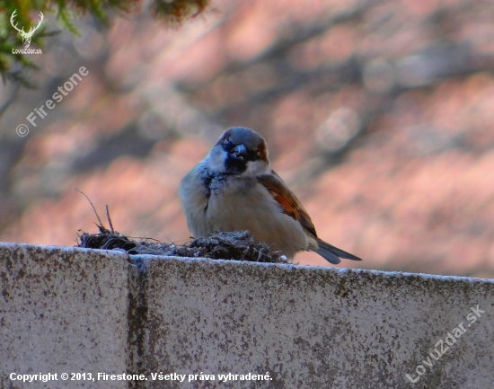 Passer domesticus