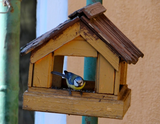 Parus caeruleus