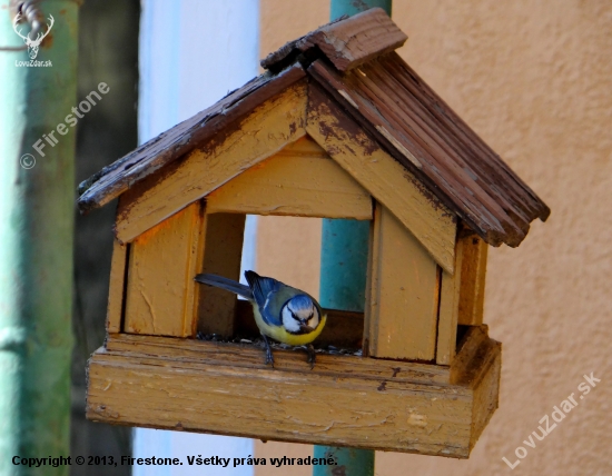 Parus caeruleus