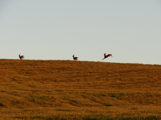 V lúčoch zapadajúceho slnka