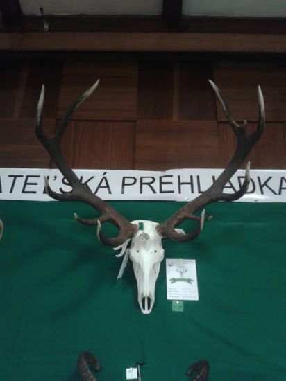 Najsilnejšia jelenia trofej z Turca za rok 2015