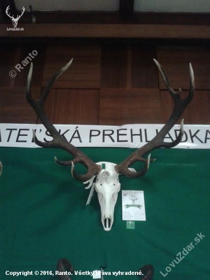 Najsilnejšia jelenia trofej z Turca za rok 2015