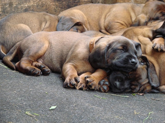 Unavený Amon z Trebostovskej doliny