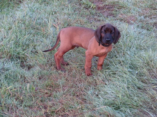 Amon z Trebostovskej doliny na výlete