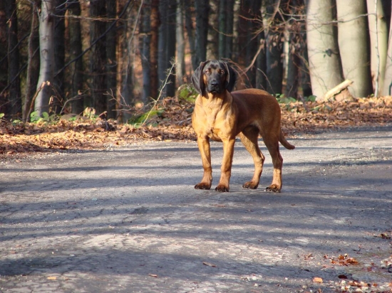 Amon z Trebostovskej doliny