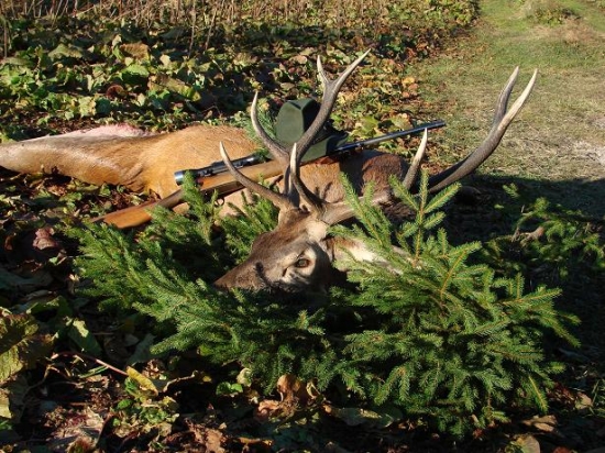 Môj prvý jeleň už na odvoznom mieste