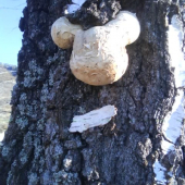 rozprávková tvár brezy :)