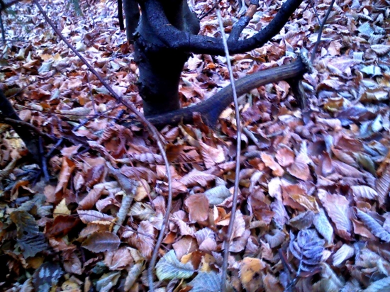 v prerezávke, starší