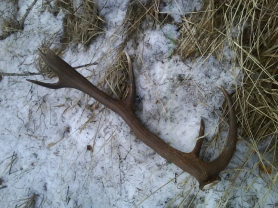 so zaujimavou korunou