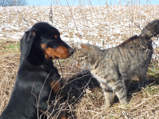 ... a potom začala naháňačka :D