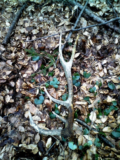 škoda, že ho myši načali