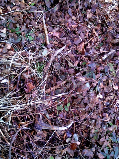 skrytý v černičí