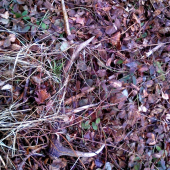 skrytý v černičí