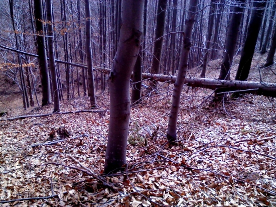 8/2012  - dvanástorák