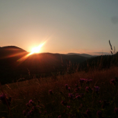 ako včera odišiel deň pri vábení srncov