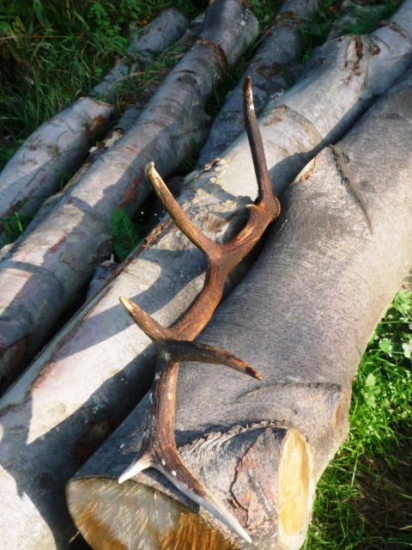 ocov nalez pri prechadzke :)